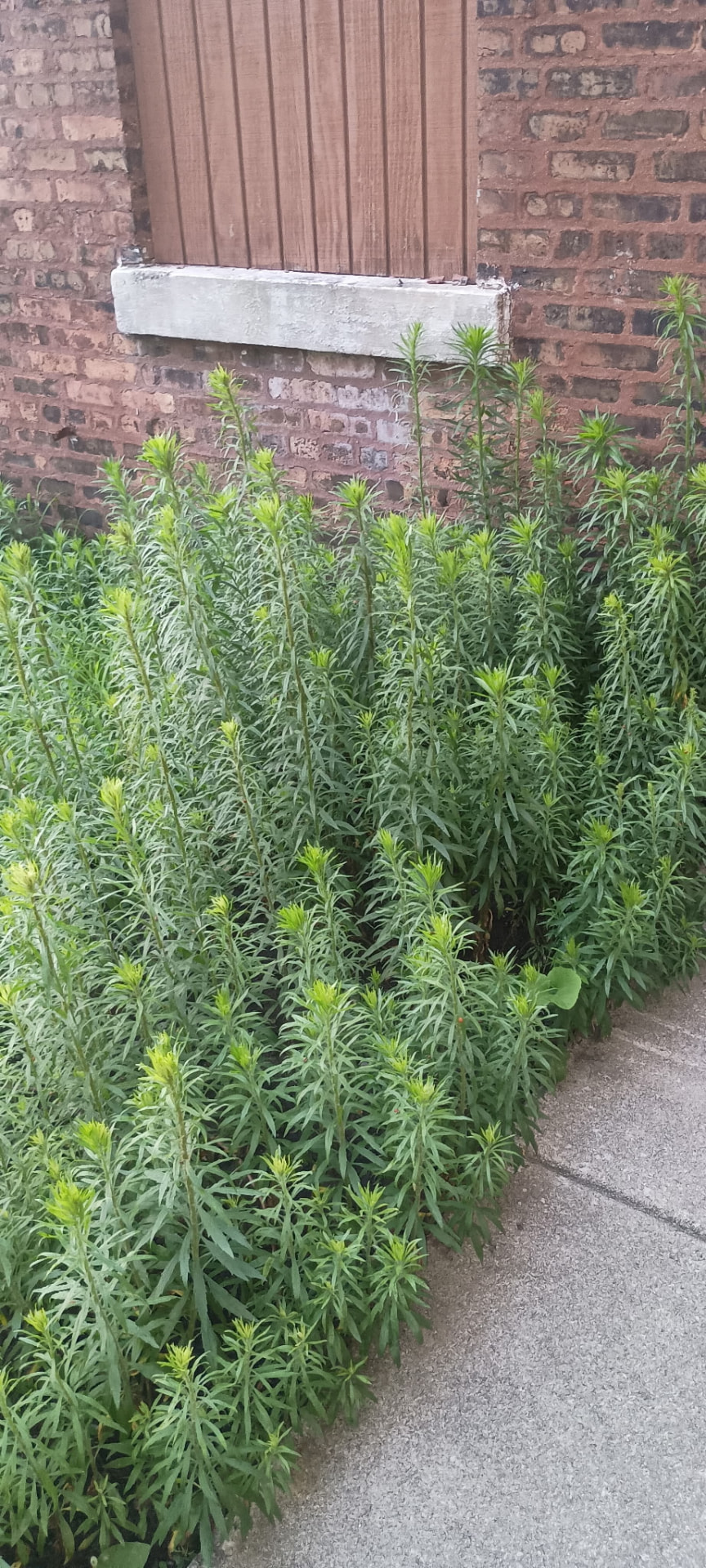 Tall weeds crowding a brick wall and walkway before cleanup