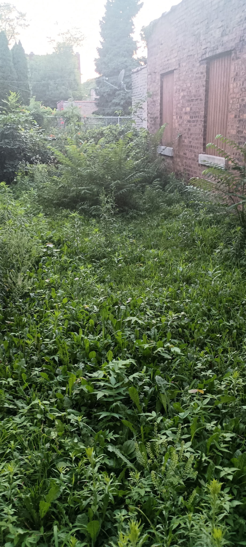 Overgrown backyard full of tall weeds before lawn service
